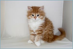 Male Siberian Kitten from Deedlebug Siberians